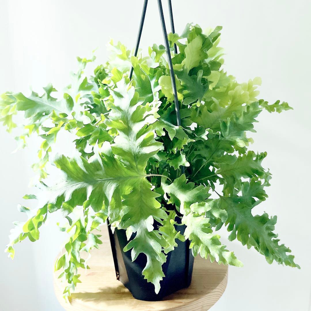 登録品種 フレボディウム ダバナ 観葉植物 吊り下げ calm cafe61