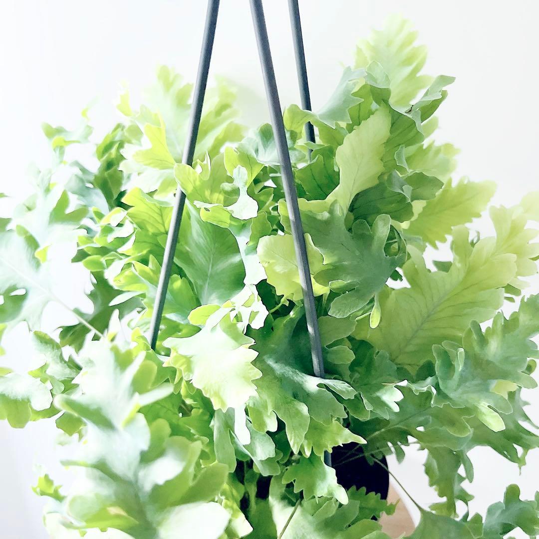 登録品種 フレボディウム ダバナ 観葉植物 吊り下げ calm cafe61