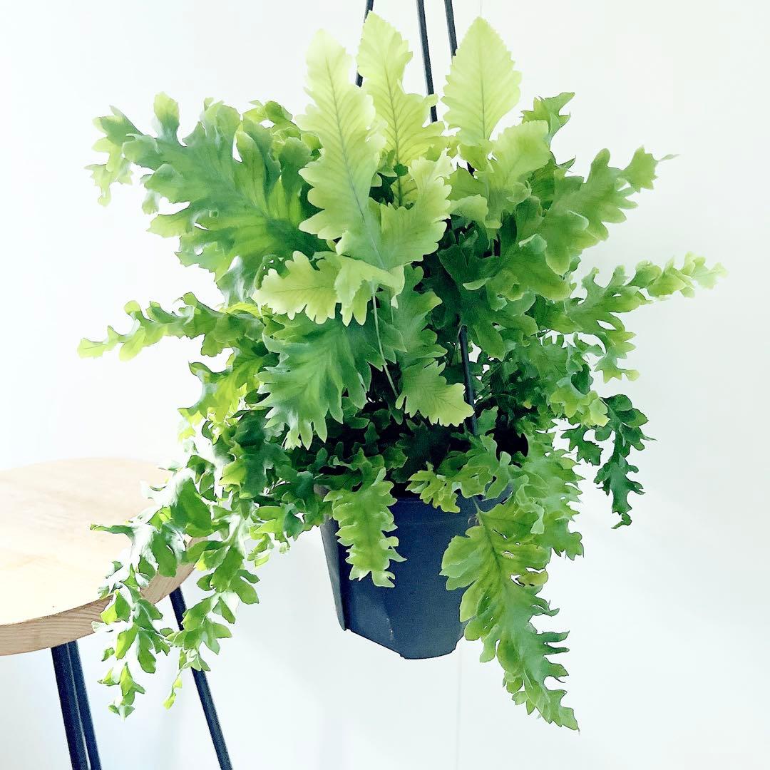 登録品種 フレボディウム ダバナ 観葉植物 吊り下げ calm cafe61