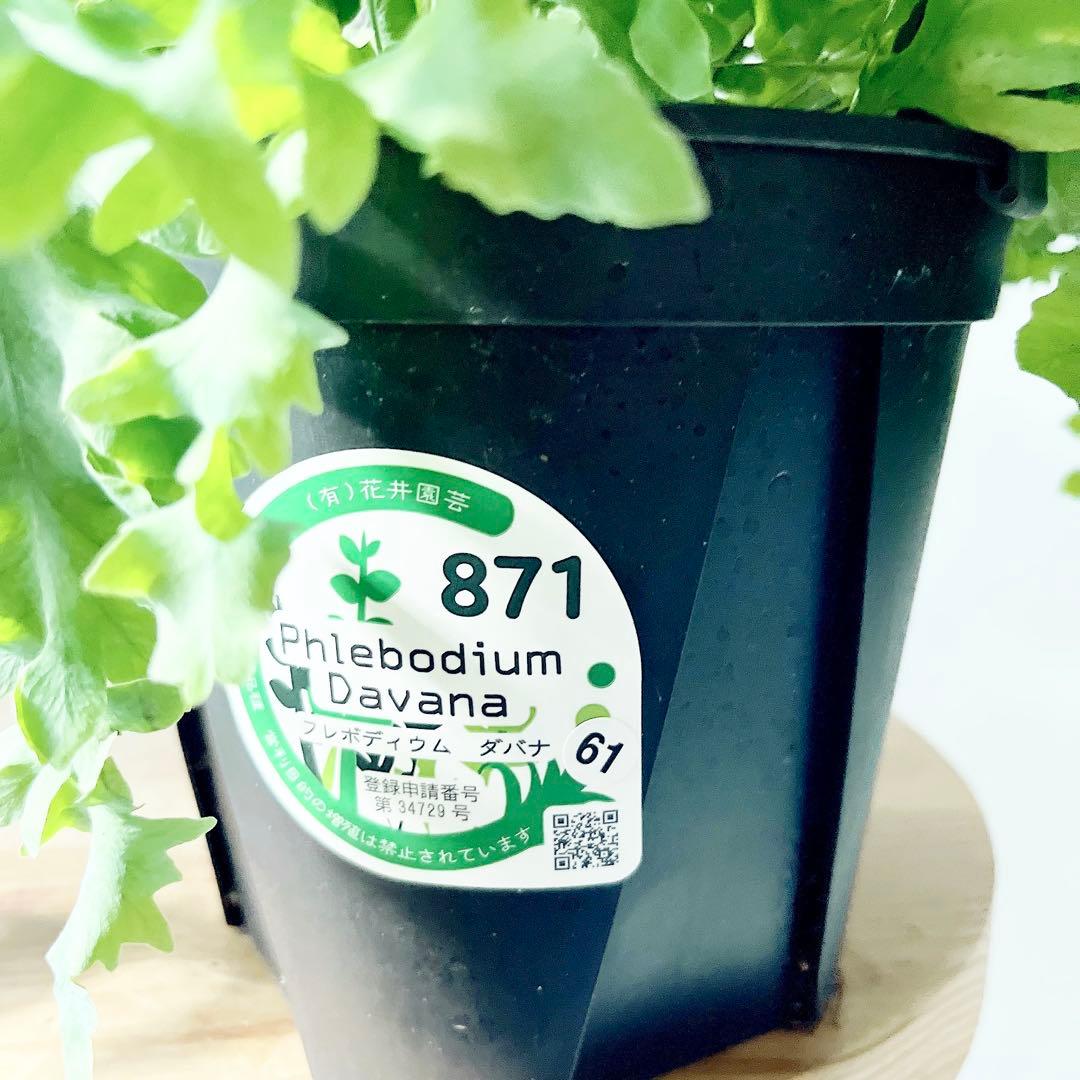 登録品種 フレボディウム ダバナ 観葉植物 吊り下げ calm cafe61