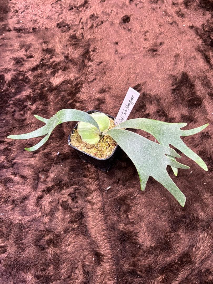 ビカクシダ P.willinckii YellowMoon sporeling