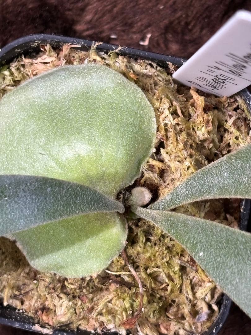 ビカクシダ P.willinckii YellowMoon sporeling