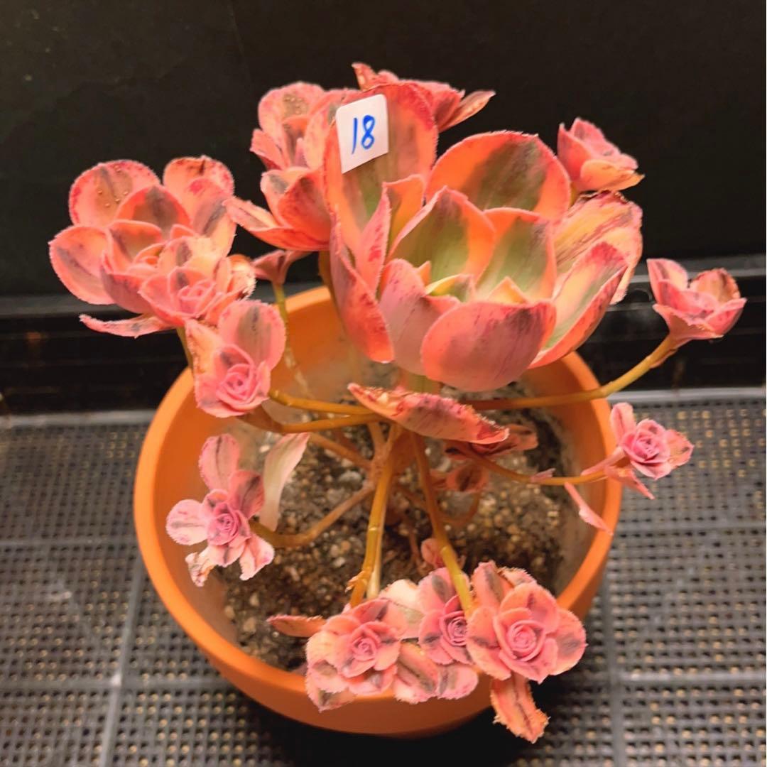 18#多肉植物アエオニウム❤️ロスコフ錦❤️青花磁❤️1大頭15小頭21cm拔キ苗