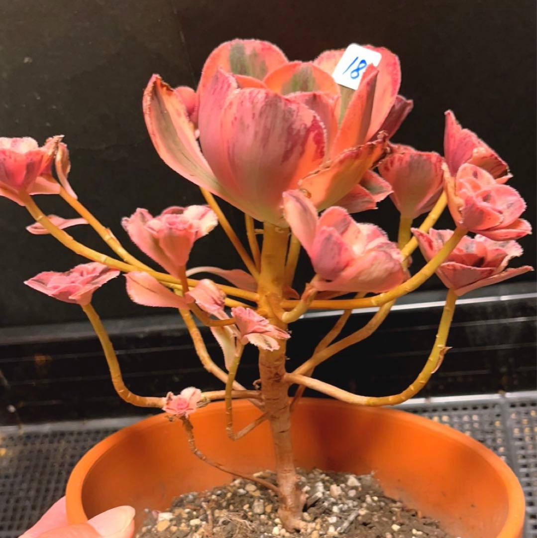 18#多肉植物アエオニウム❤️ロスコフ錦❤️青花磁❤️1大頭15小頭21cm拔キ苗