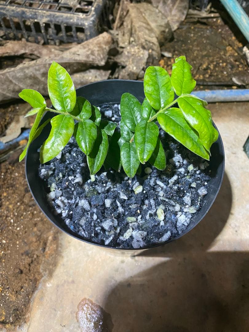 【熱帯果樹】イエロージャボチカバ（Myrciaria glazioviana）