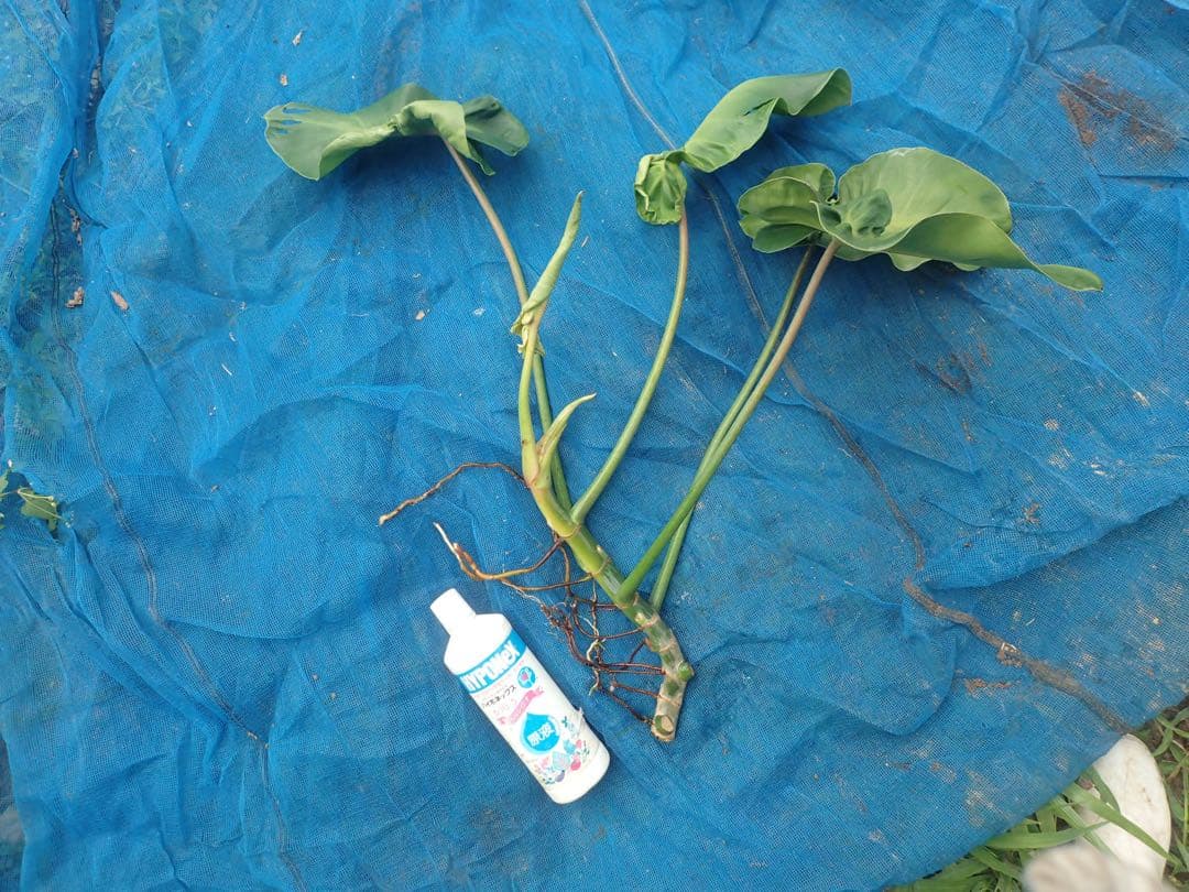 その他観葉植物 philodendron rugosum maharaja