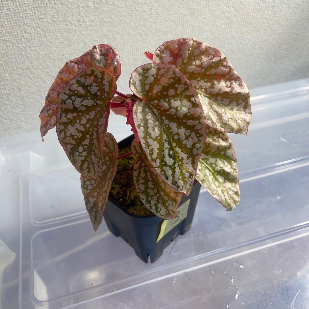 3 Begonia  Capped pink ベゴニア スノーキャップド