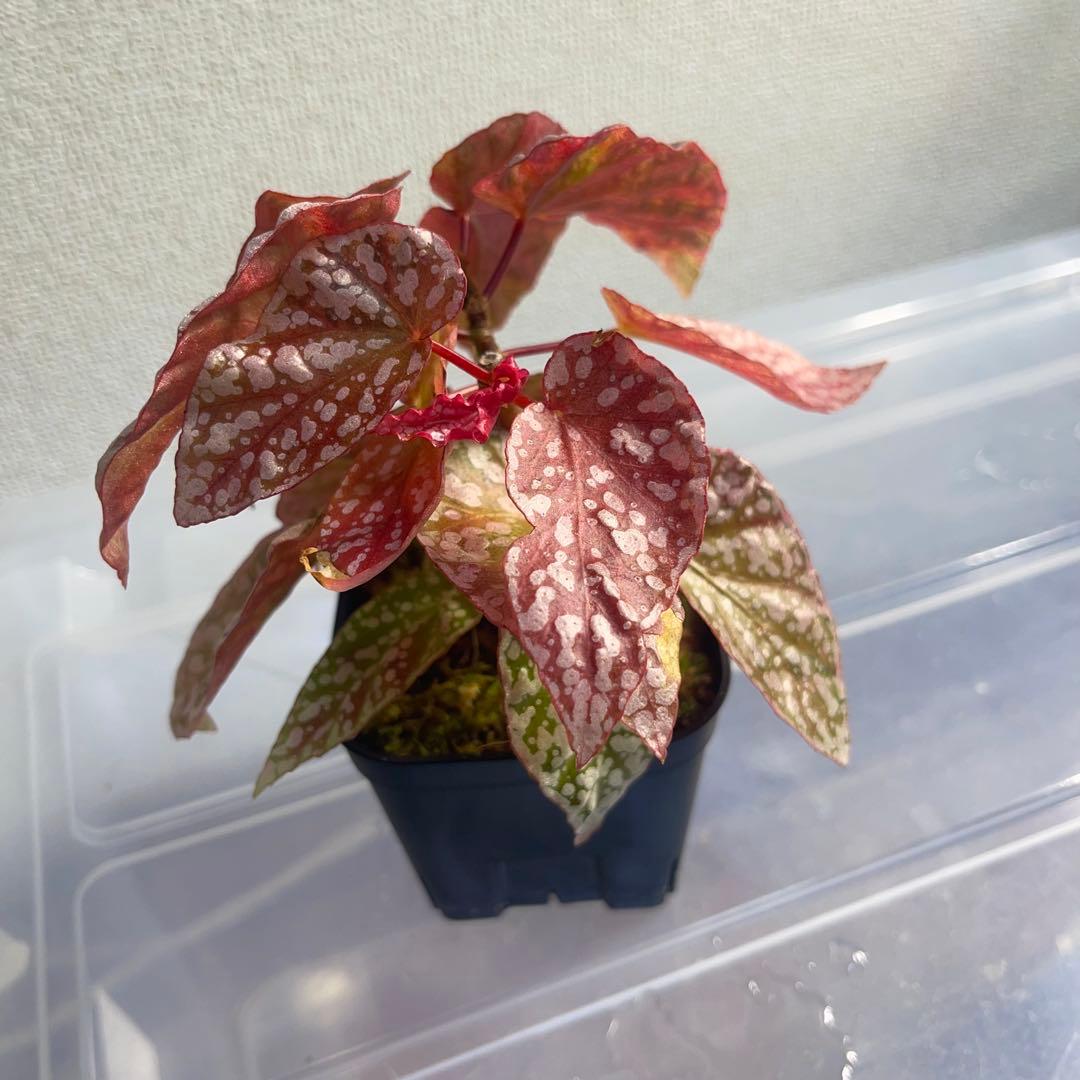 3 Begonia  Capped pink ベゴニア スノーキャップド