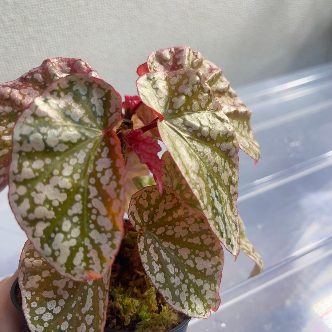 3 Begonia  Capped pink ベゴニア スノーキャップド