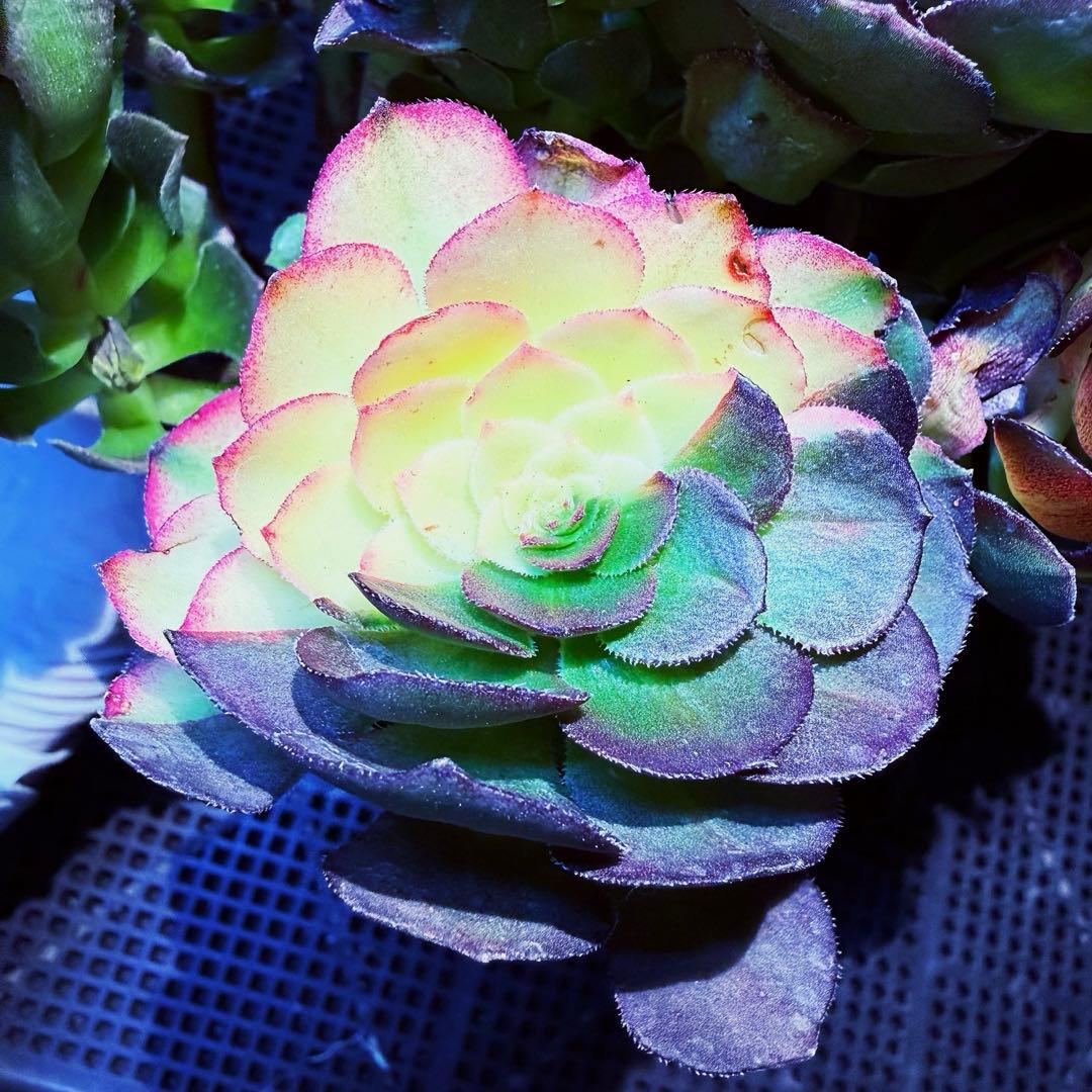 新入荷超レア新品種　ドラゴンスケール(古株群生) 法師錦　観葉植物　超大品