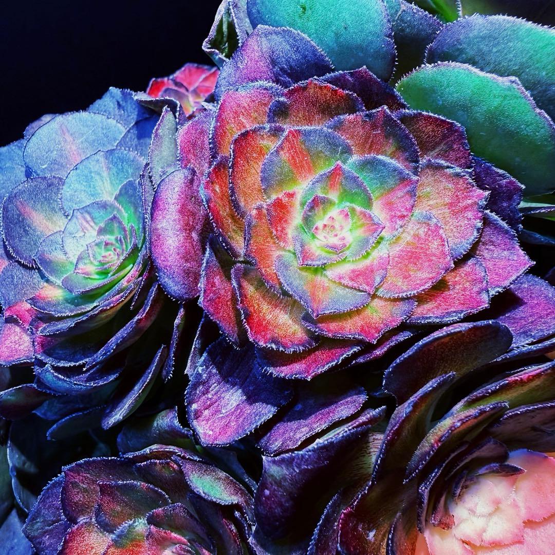 新入荷超レア新品種　ドラゴンスケール(古株群生) 法師錦　観葉植物　超大品