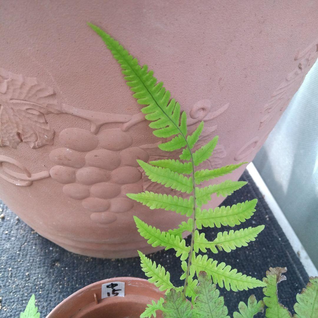 ワケアリ 中⑮ 品種不明シダ