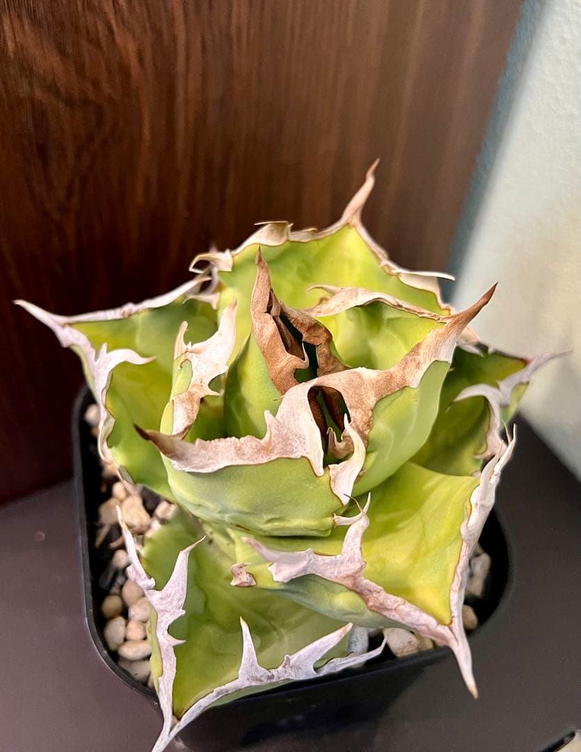 アガベ チタノタ カニ Agave 悪魔 ブツブツ