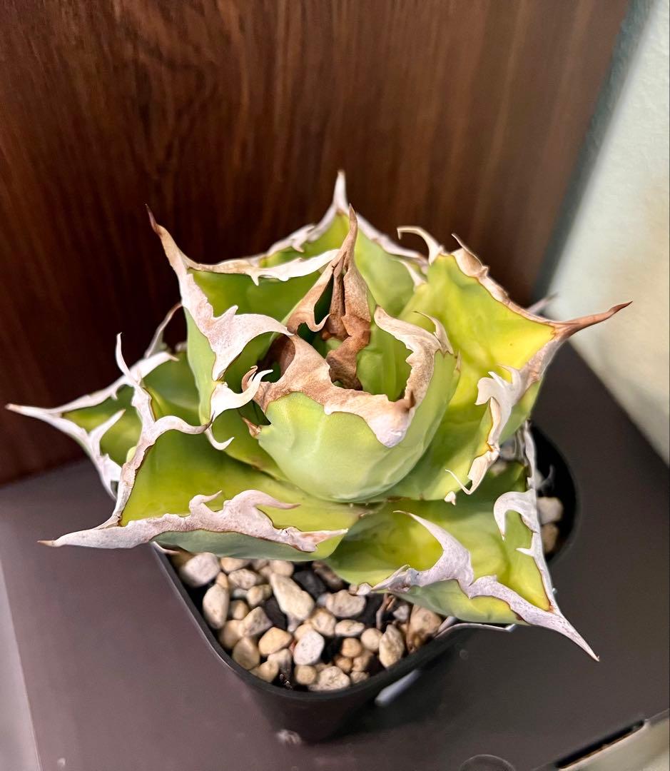 アガベ チタノタ カニ Agave 悪魔 ブツブツ
