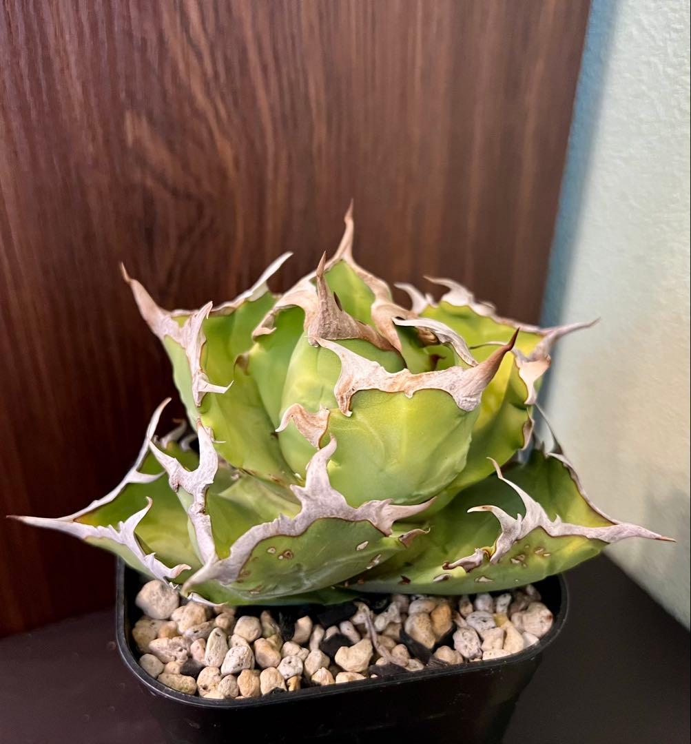 アガベ チタノタ カニ Agave 悪魔 ブツブツ