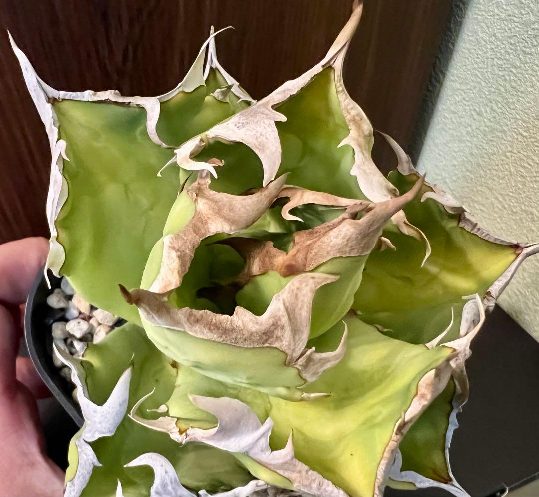 アガベ チタノタ カニ Agave 悪魔 ブツブツ