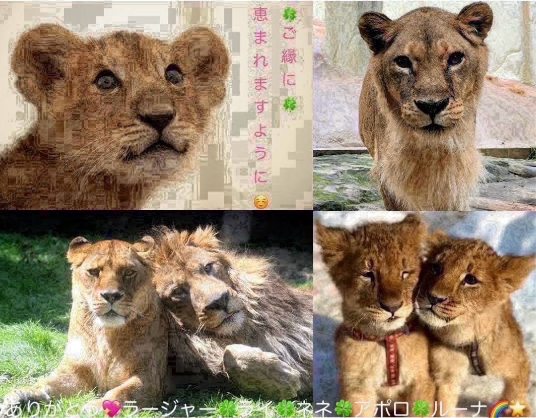 ディアボリックラヴァーズ 缶バッジ ユーマ