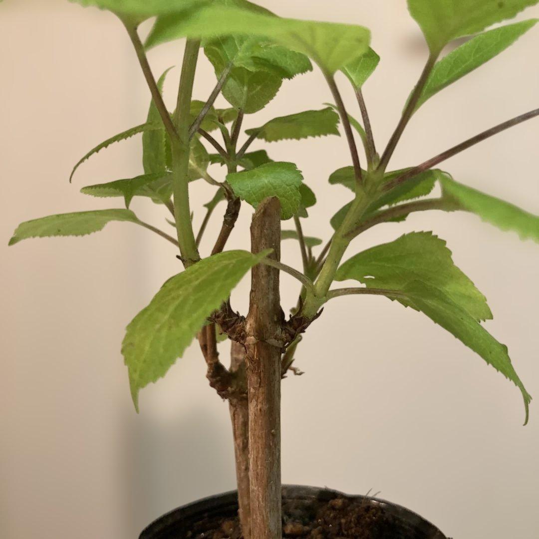 紫陽花アナベル挿し木苗⑬