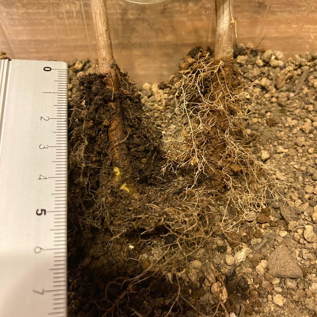 紫陽花アナベル挿し木苗⑬