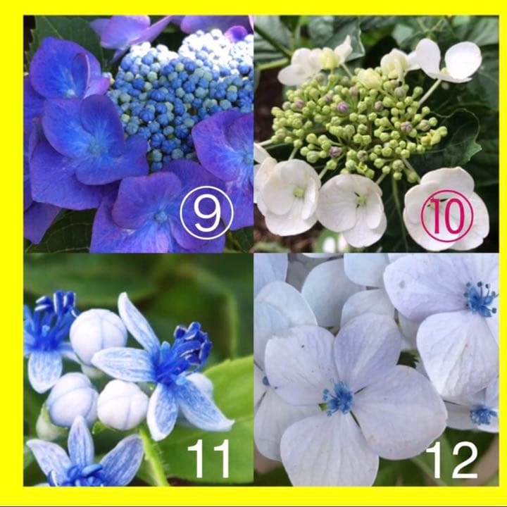 紫陽花 挿し木　挿し穂 【コメント選択専用】アジサイ