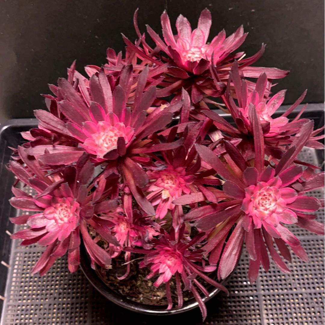 8#多肉植物アエオニウム錦❤️ 仙墨❤️10頭30cm拔き苗
