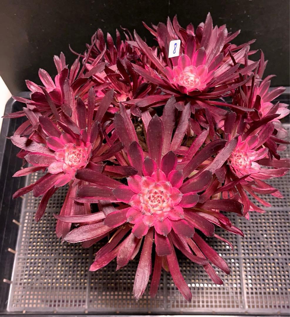 8#多肉植物アエオニウム錦❤️ 仙墨❤️10頭30cm拔き苗