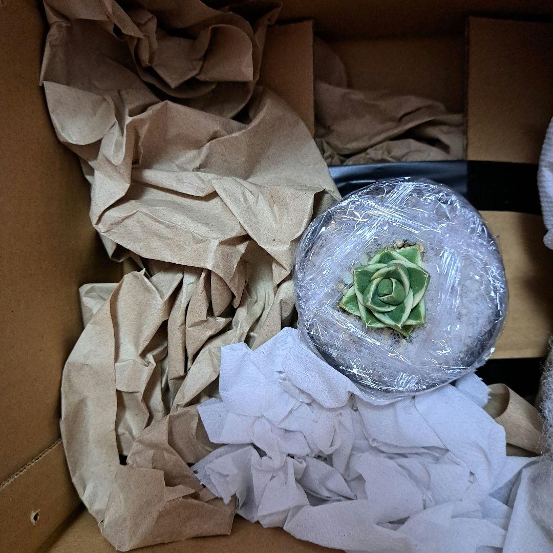 お届け確認用