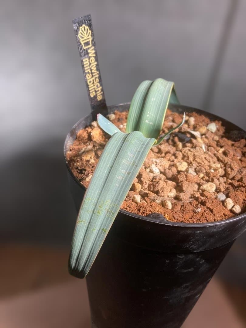 Welwitschia・mirabilis☆奇想天外☆実生株