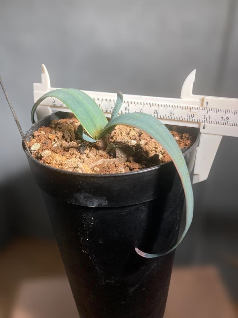 Welwitschia・mirabilis☆奇想天外☆実生株