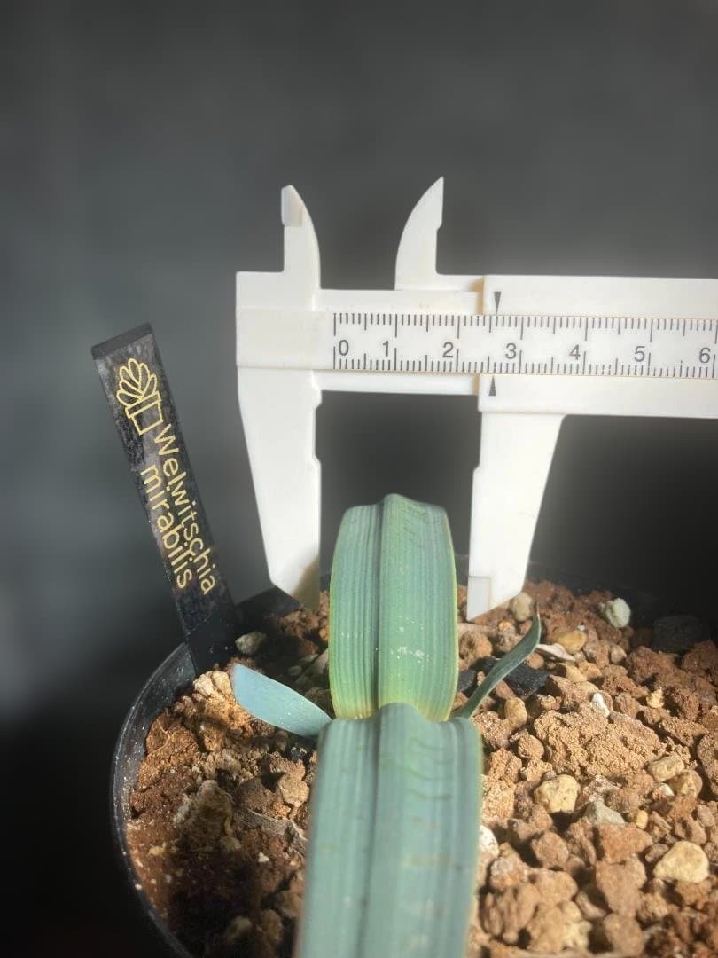 Welwitschia・mirabilis☆奇想天外☆実生株
