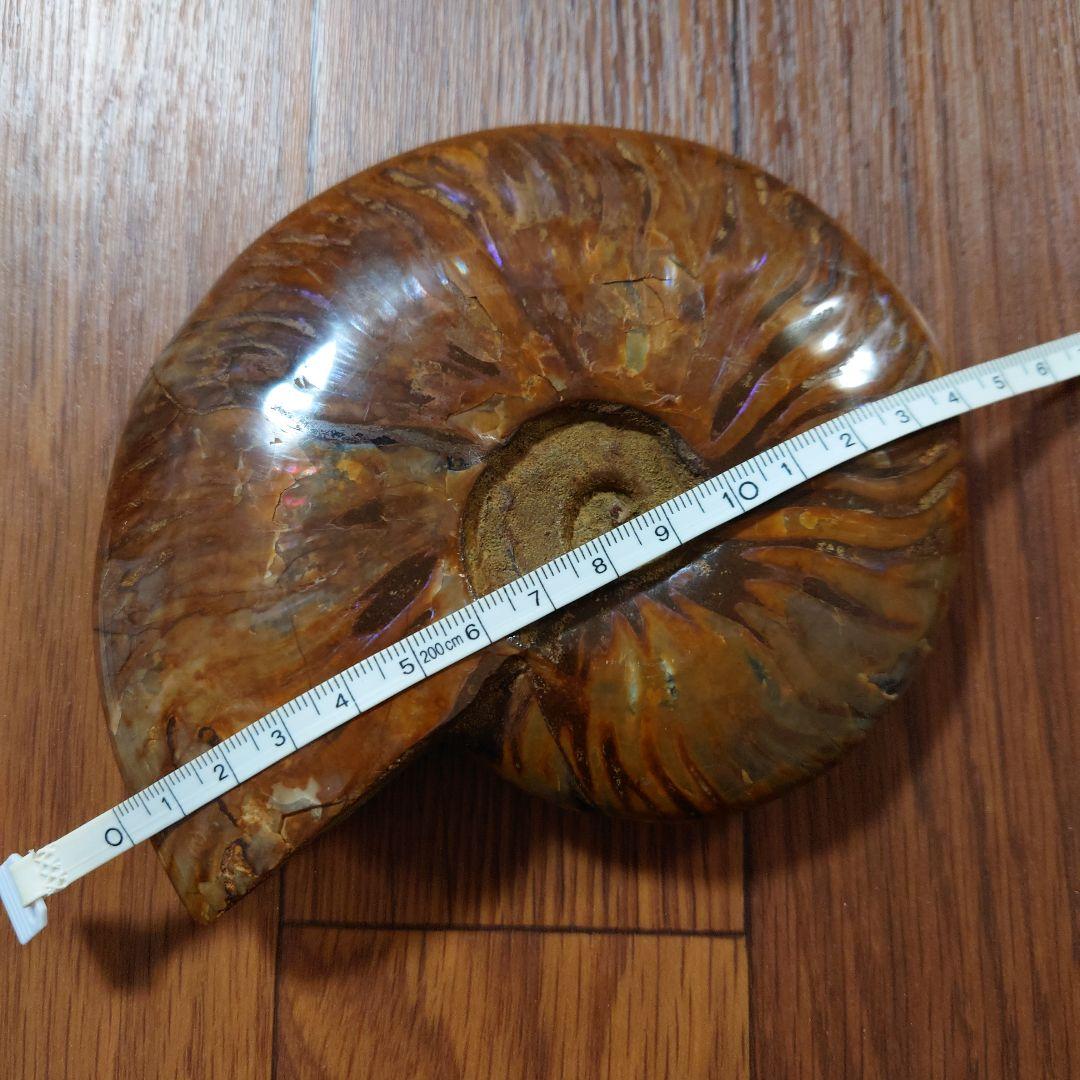 アンモナイト化石 約15cm 616g