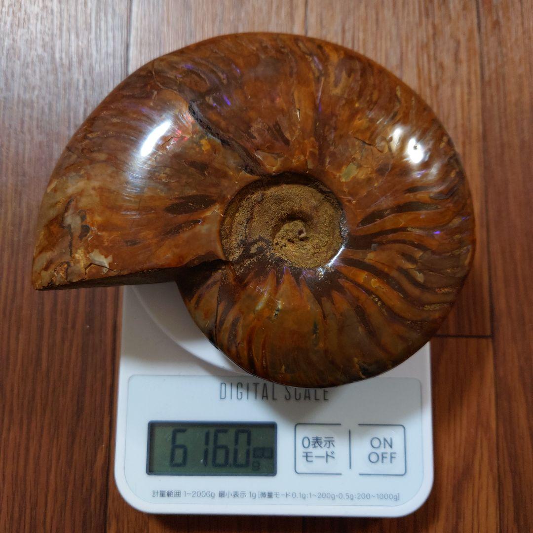 アンモナイト化石 約15cm 616g