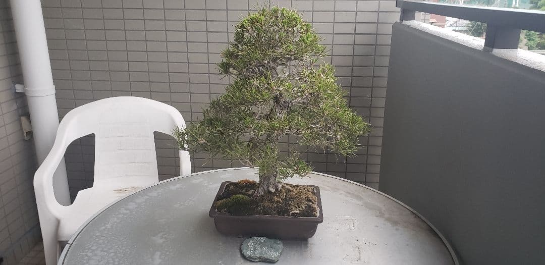 超希少大人気の黒松の60年越えの代物 棚枝も段々になってますが枯れてしまいました