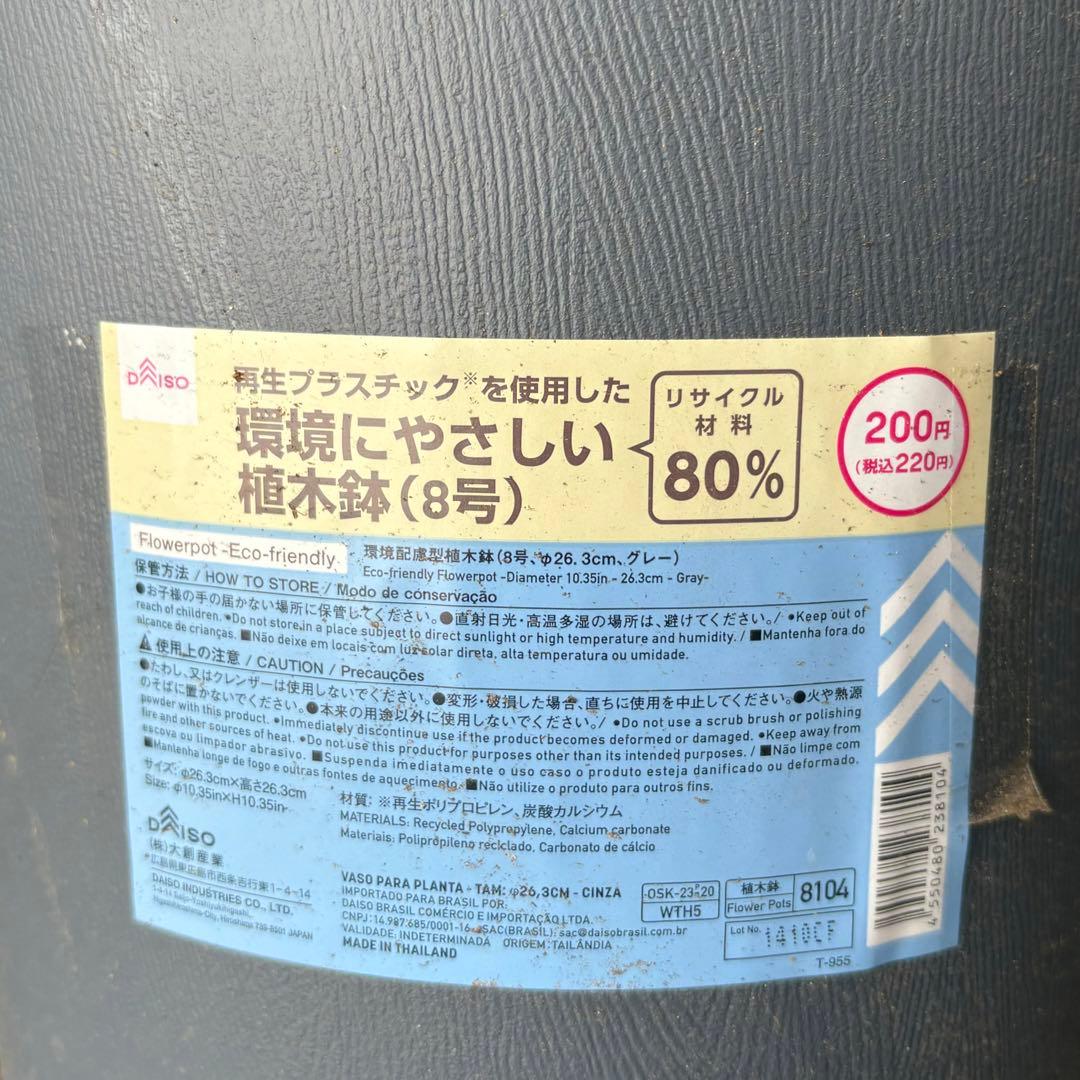 クレマチス