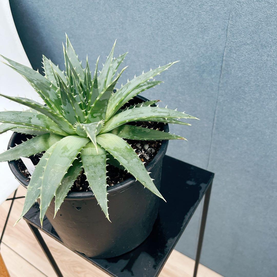 ［現品］【希少】42番 アロエ　ポリフェラ　6号　多肉植物　レア　室内　屋外