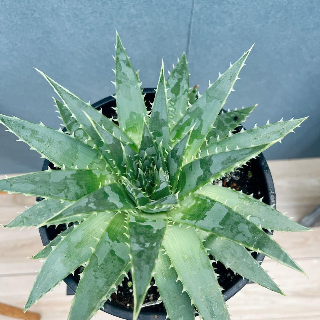 ［現品］【希少】42番 アロエ　ポリフェラ　6号　多肉植物　レア　室内　屋外