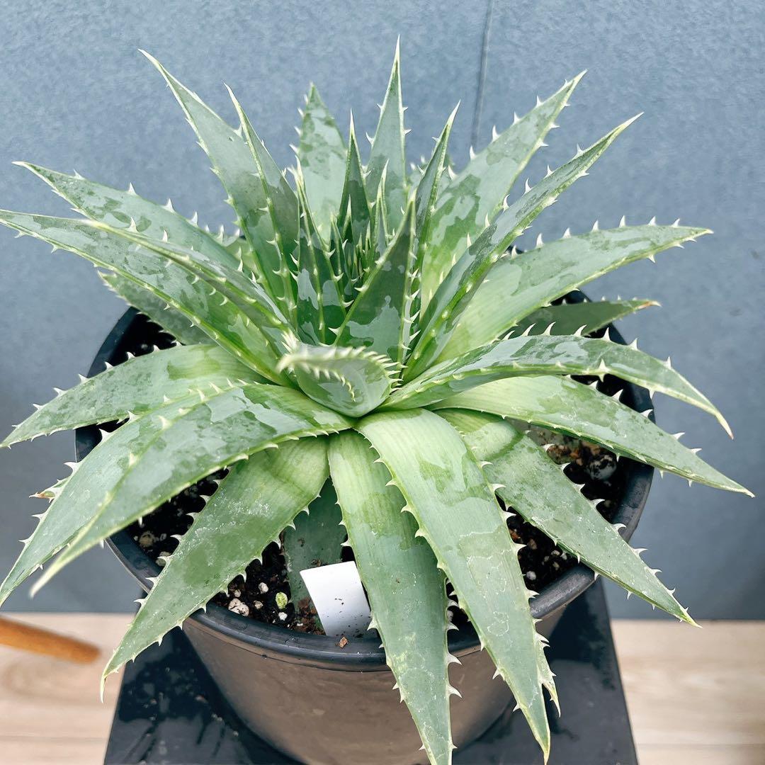 ［現品］【希少】42番 アロエ　ポリフェラ　6号　多肉植物　レア　室内　屋外
