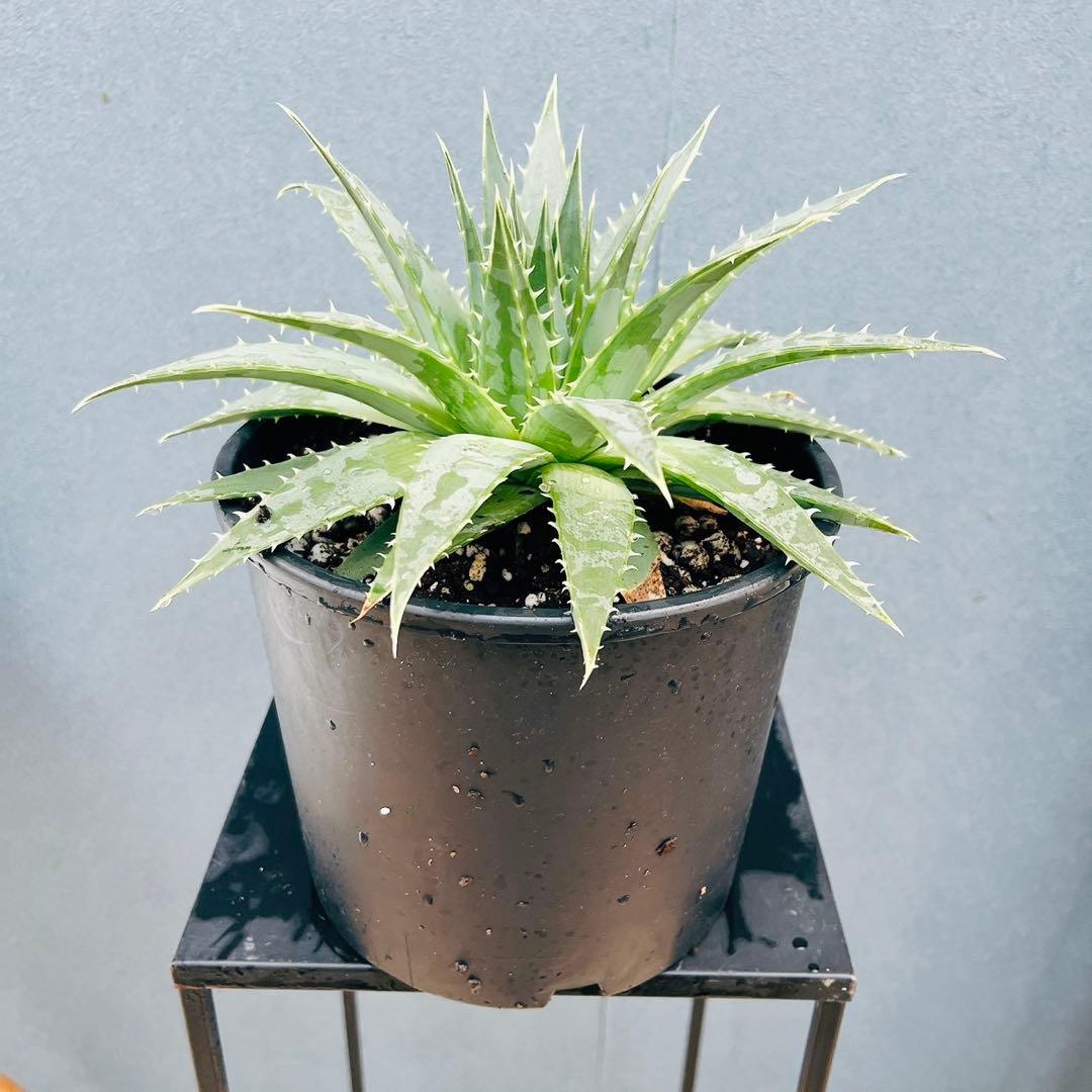 ［現品］【希少】42番 アロエ　ポリフェラ　6号　多肉植物　レア　室内　屋外