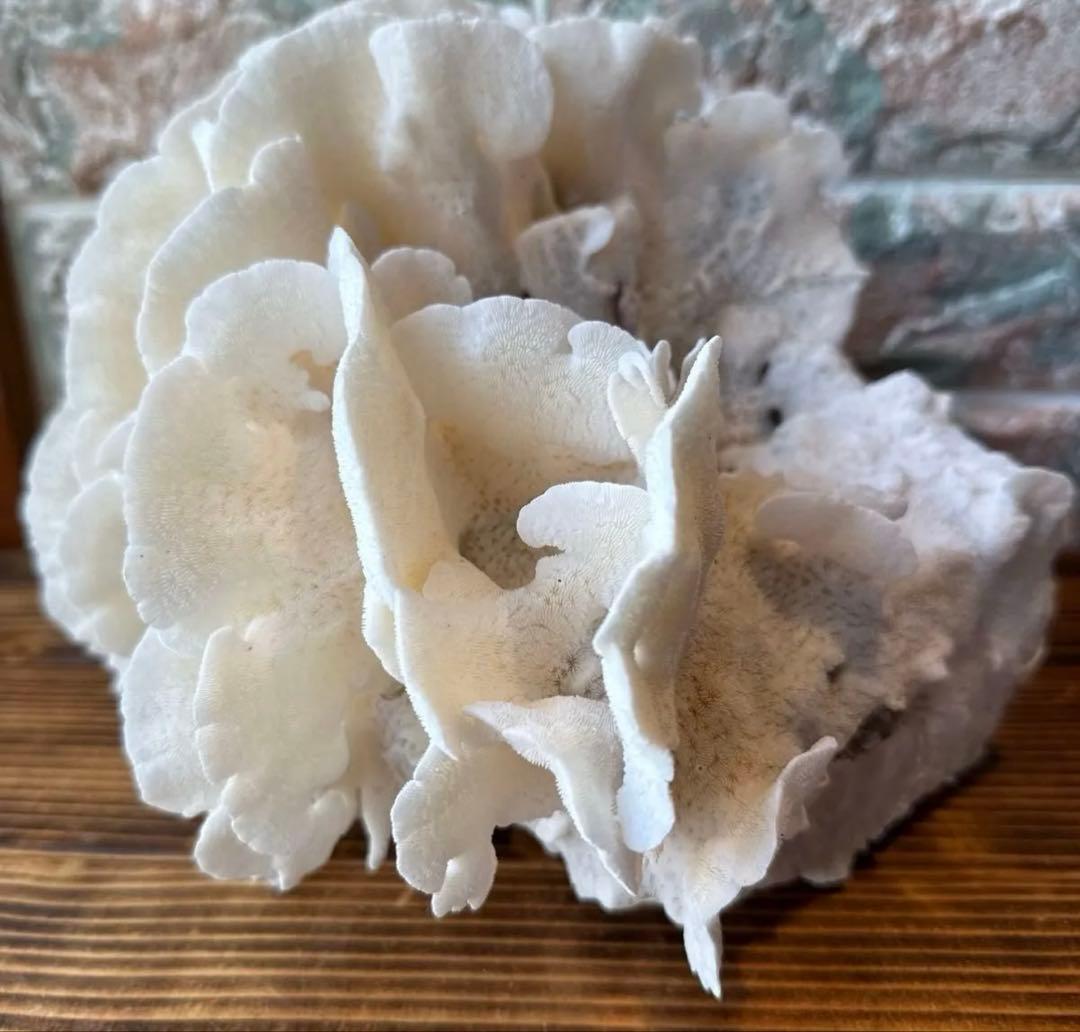 大きな天然サンゴ 約25cm