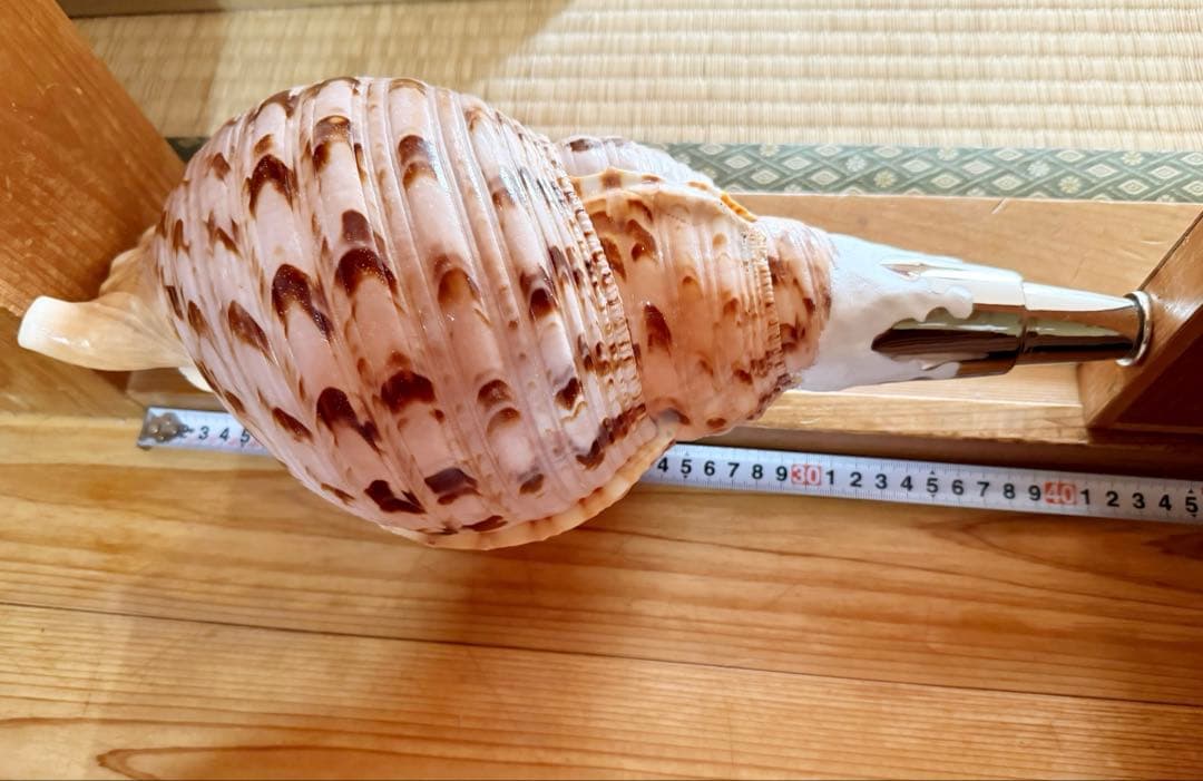 特大修験道法螺貝40.5㎝　山伏　密教　熊よけ　❣️ホラガイ　ほら貝