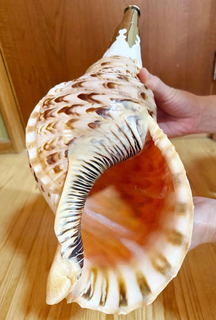 特大修験道法螺貝40.5㎝　山伏　密教　熊よけ　❣️ホラガイ　ほら貝