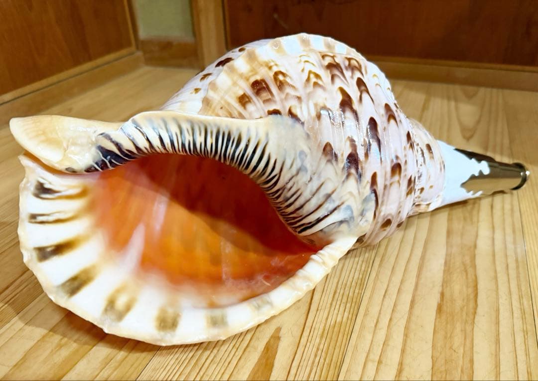 特大修験道法螺貝40.5㎝　山伏　密教　熊よけ　❣️ホラガイ　ほら貝