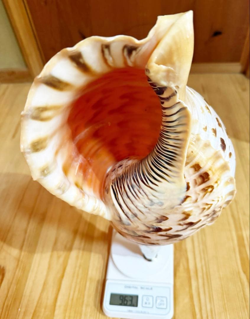 特大修験道法螺貝40.5㎝　山伏　密教　熊よけ　❣️ホラガイ　ほら貝