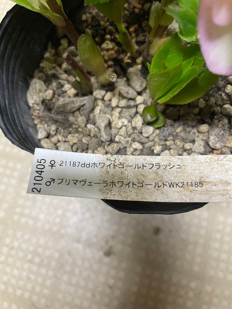 26-104 花無し ホワイトゴールドフラッシュ 加藤農園クリスマスローズ