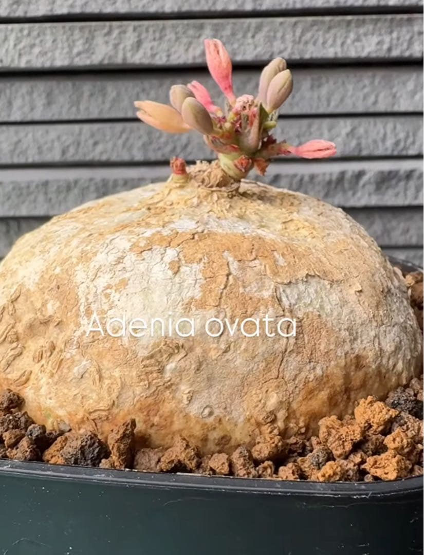 22.アデニア・オバタ 輸入直後ベアルート株　Adenia Ovata