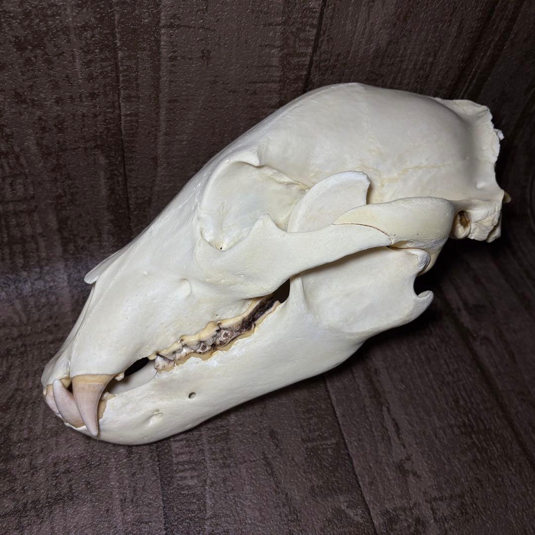 ヒグマ 熊 頭骨 頭蓋骨 骨格標本