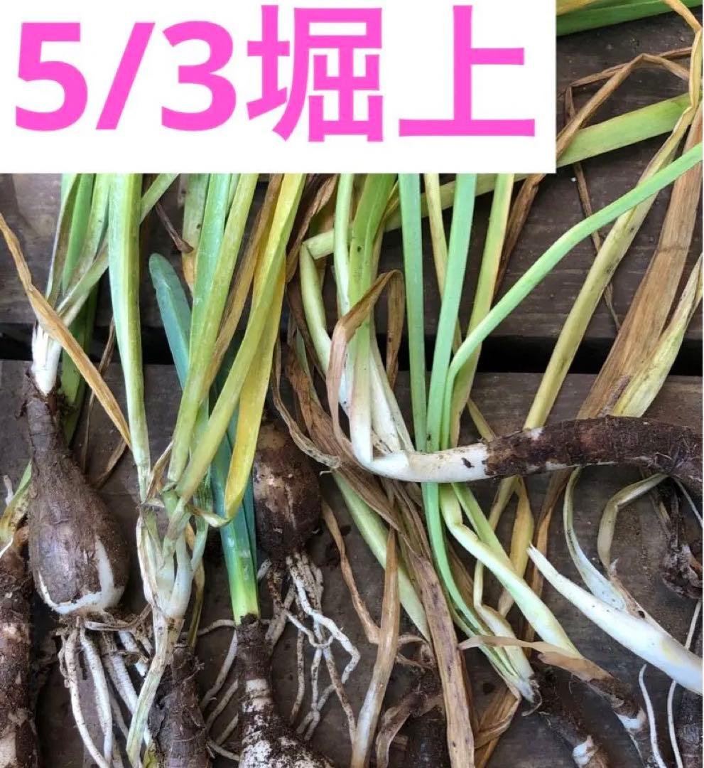 2個 キツネノカミソリ 球根 2個 オレンジ色の花 可愛らしい 小さめの花