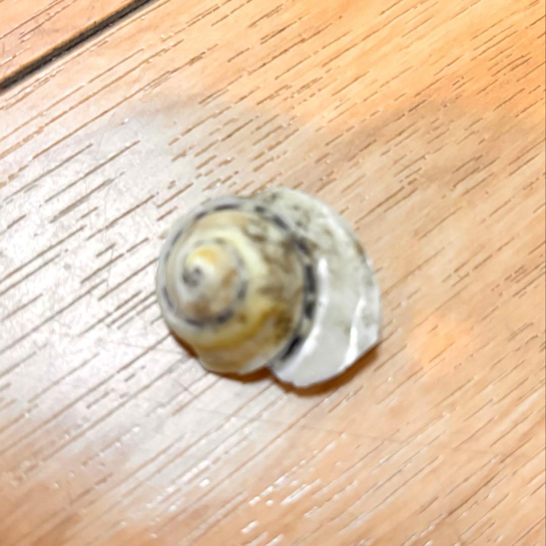 貝セット