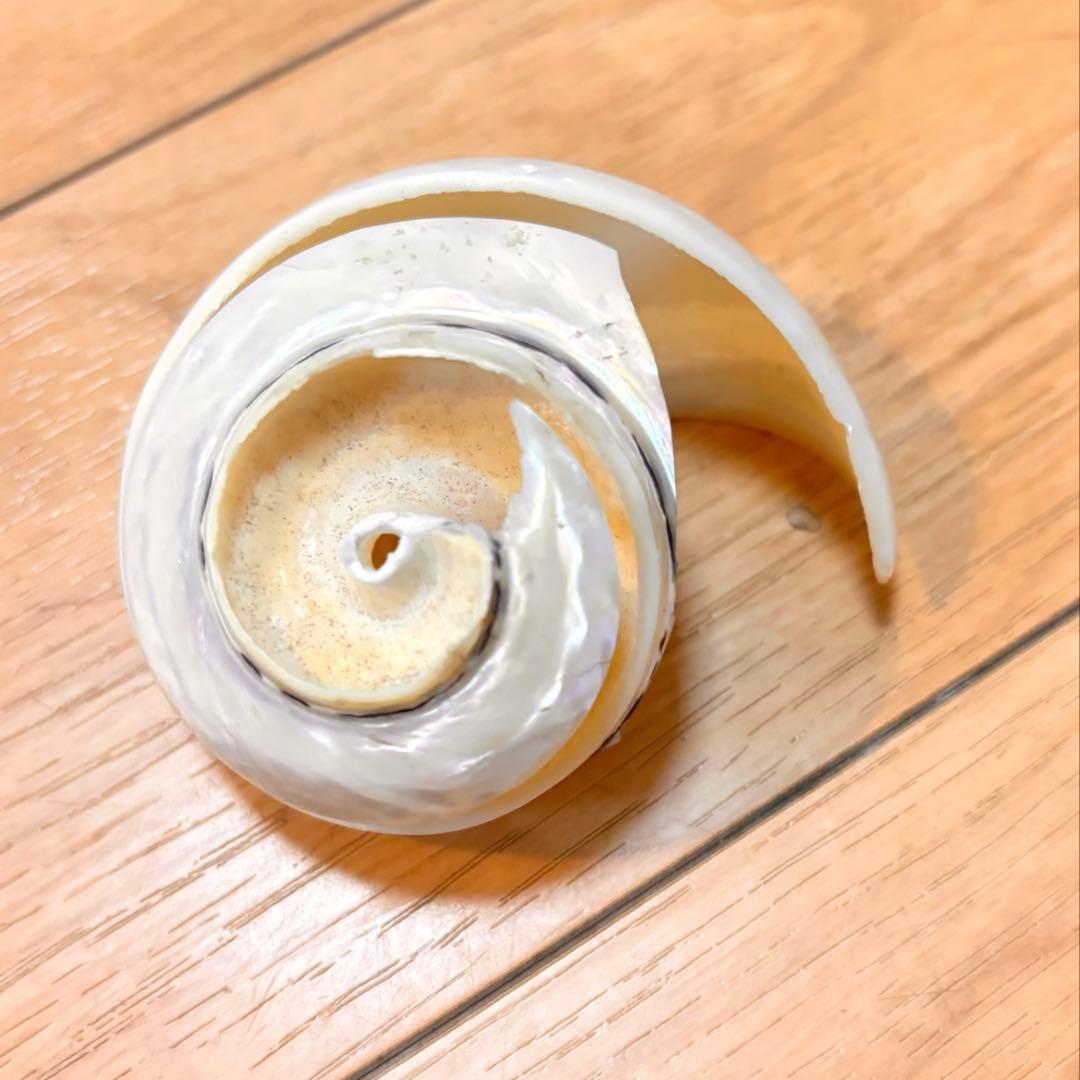 貝セット