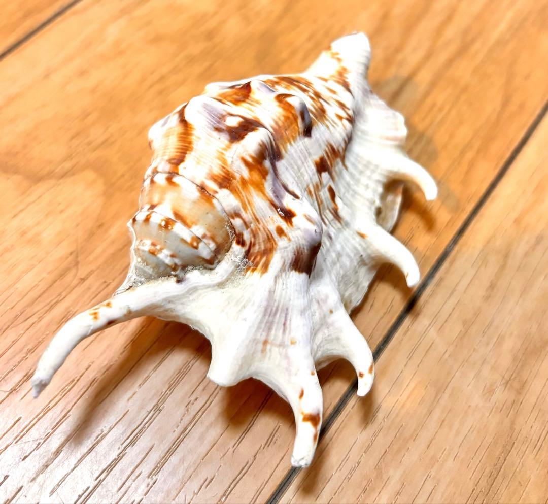 貝セット